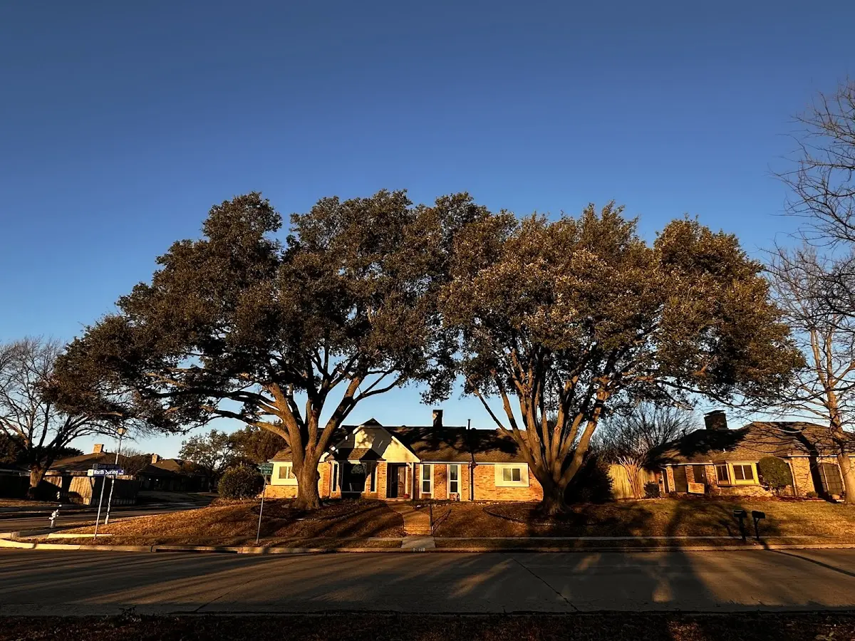 Established residential canopy tree shading a home in Maple