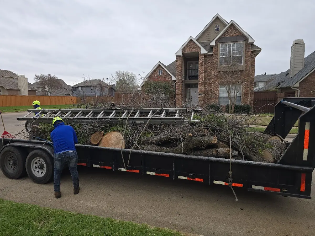 Expert Tree Fertilization with proper safety equipment in Maple